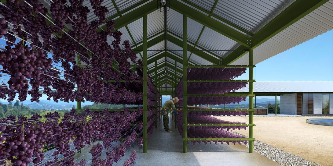 Grapes drying on tensioned wire racks inside an open steel-framed shelter, with a man tending them and vineyards in the distance